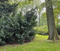 Taxus baccata - Venijnboom - 2