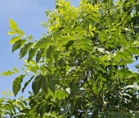 Carya illinoinensis - Pecannoot - 1