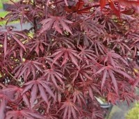 Acer palmatum 'Trompenburg' - Japanse Esdoorn 'Trompenburg' - 1