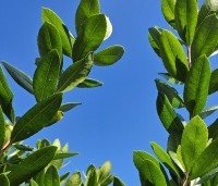 Arbutus unedo - Aardbeiboom - 1