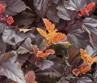 Physocarpus opulifolius 'Little Angel' - Blaasspiraea 'Little Angel' - vakbeplanting  - 1