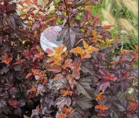 Physocarpus opulifolius 'Little Angel' - Blaasspiraea 'Little Angel' - vakbeplanting  - 2