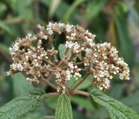 Viburnum rhytidophyllum - Sneeuwbal - 3
