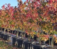 Liquidambar styraciflua - Amberboom - najaar 2025  kwekerij THB vak H