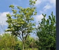 Cornus kousa 'Venus' - Japanse grootbloemige kornoelje ‘Venus' - 2