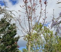 Acer 'Ample Surprise' - Esdoorn 'Ample Surprise' - 1