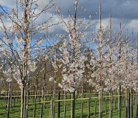 Prunus x yedoensis  - Yoshinokers - 2