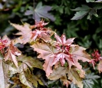 Acer plat. 'Crimson King' - Roodbladige Noorse Esdoorn 'Crimson King' - 6