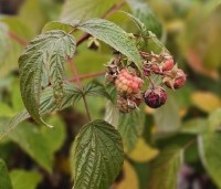 Rubus idaeus 'Heritage' - Herfstframboos 'Heritage' - november