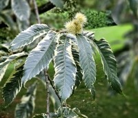 Castanea sativa 'Variegata' - Tamme Kastanje 'Variegata' - 5