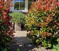 Gemengde hagen - Gemengde hagen - Photinia fraseri 'Red Robin'