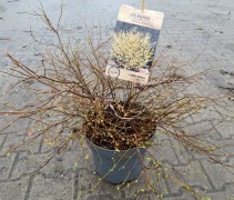 Corylopsis pauciflora