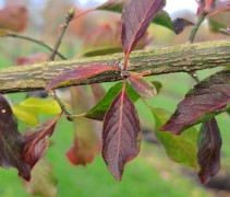 Euonymus Europaeus