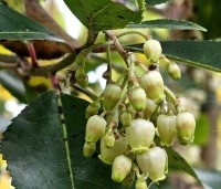 Arbutus unedo - Aardbeiboom - 1