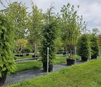 Gemengde hagen - Gemengde hagen - Tsuga canadensis