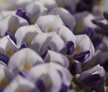 Wisteria Sinensis