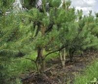 Pinus sylvestris - Grove den - opkweek meerstammen op de kwekerij van THB (Ten Hoven Bomen)