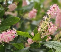 Clethra alnifolia 'Pink Spire' - Schijnsels 'Pink Spire' - 1