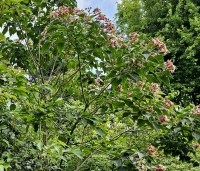 Clerodendrum trichotomum fargesii - Clerodendrum trichotomum  - 2