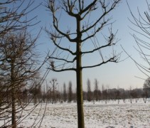Quercus rubra