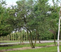 Styrax japonicus