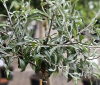 Pyrus salicifolia 'Pendula' - Wilgbladige peer - 1
