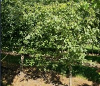 Rhamnus cathartica - Wegedoorn - boomvorm