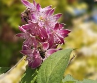Deutzia hybrida 'Strawberry Fields' - Bruidsbloem  'Strawberry Fields' - 3