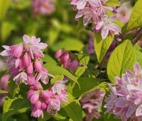 Deutzia hybrida 'Strawberry Fields' - Bruidsbloem  'Strawberry Fields' - 4