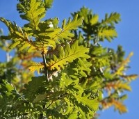 Quercus frainetto - Hongaarse eik - 4