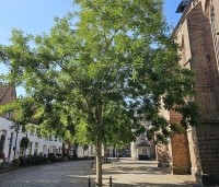 Sophora japonica - Honingboom - 4