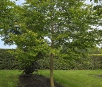 Carpinus henryana - Chinese haagbeuk - 5