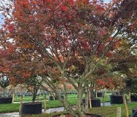 Acer palmatum 'Sumi-Nagashi' - Japanse Esdoorn 'Sumi-Nagashi' - 2