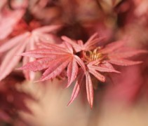 Acer palmatum 'Skeeter's Broom'