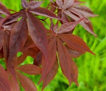 Acer palmatum 'Yubae'