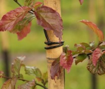 Perzisch IJzerhout 'Bella' (jonge boom aan bamboestok) op onze kwekerij