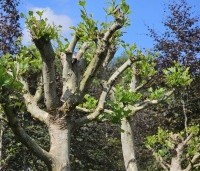Platanus hispanica - Plataan - ruige dakbomen, parasolplataan, dakplataan
