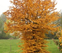 Carpinus betulus - beveerd
