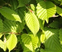 Carpinus betulus blad