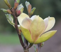 Magnolia Sunsation bloesem