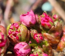 Prunus serrulata 'Kiku-Shidare-Zakura'