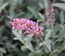 Vlinderstruik 'Buzz 'Pink Purple' met violet bloemetjes