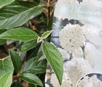 Viburnum 'Eskimo' - Sneeuwbal 'Eskimo' - 2