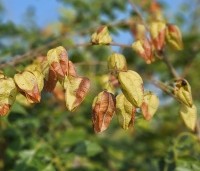 Koelreuteria paniculata - Chinese vernisboom - 3