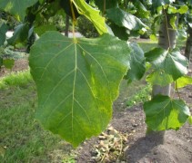 Blad Linde 'Glenleven' aan onze bijzondere leibomen