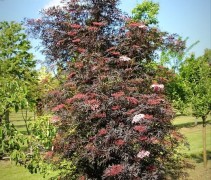 Gewone vlier 'Black Lace' in volwassen vorm (heester)