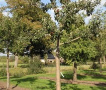 Oude appelboom 'Gravensteiner'