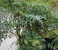 Nandina domestica - Hemelse bamboe - 4