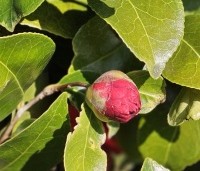 Camellia japonica Pink Perfection