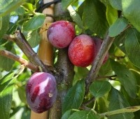 Prunus dom. 'Victoria' - Prunus dom. 'Victoria' - 1